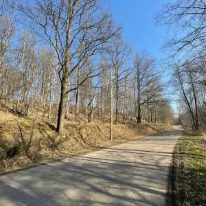 Zufahrtsstraße zum Wald